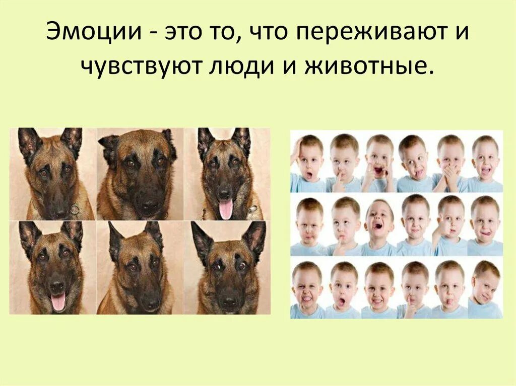 Эмоции присущи животным чувства человеку. Эмоция. эмоции животных. эмоции человека и животных. эмоции животных в рисунках.