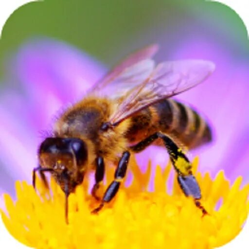 Bee link