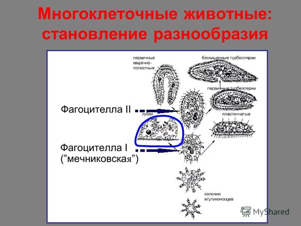 Группы многоклеточных грибов