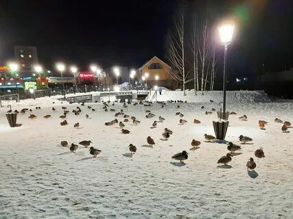 Утки вышли