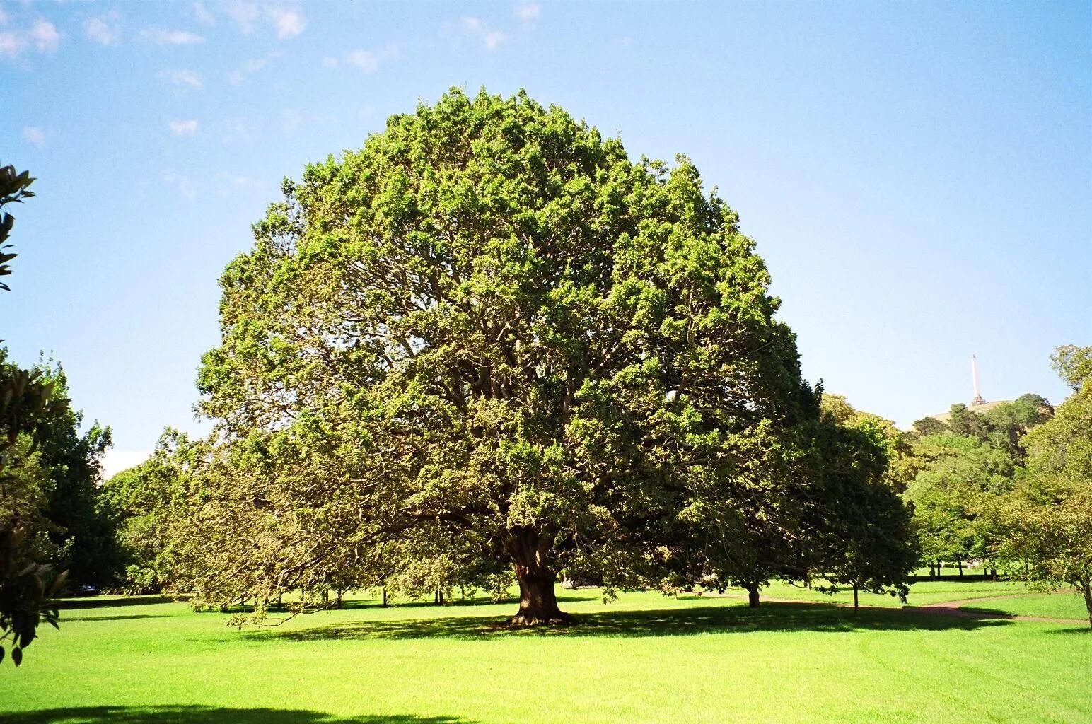 Tree sitter. Дерево корнвелл. виргинский дуб фото. виргинский дуб в хьюстоне. rovere tree.