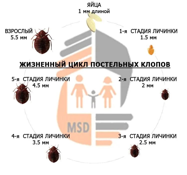 Какое развитие у постельного клопа. Цикл развития постельного клопа. постельный клоп стадии развития. жизненный цикл клопа постельного по дням. цикл размножения клопов постельных.
