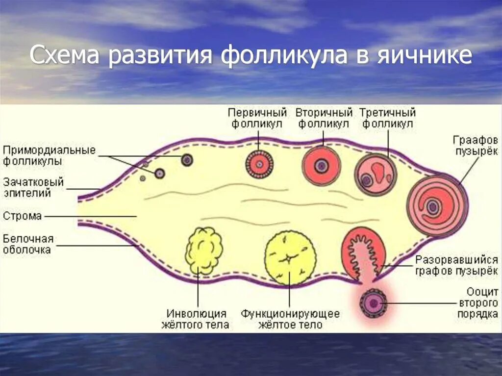 Граафов пузырек яичника. Изучите фазы созревания яйцеклетки. Стадии развития фолликула схема. Фазы созревания яйцеклетки схема. Созревание фолликула в яичнике схема.