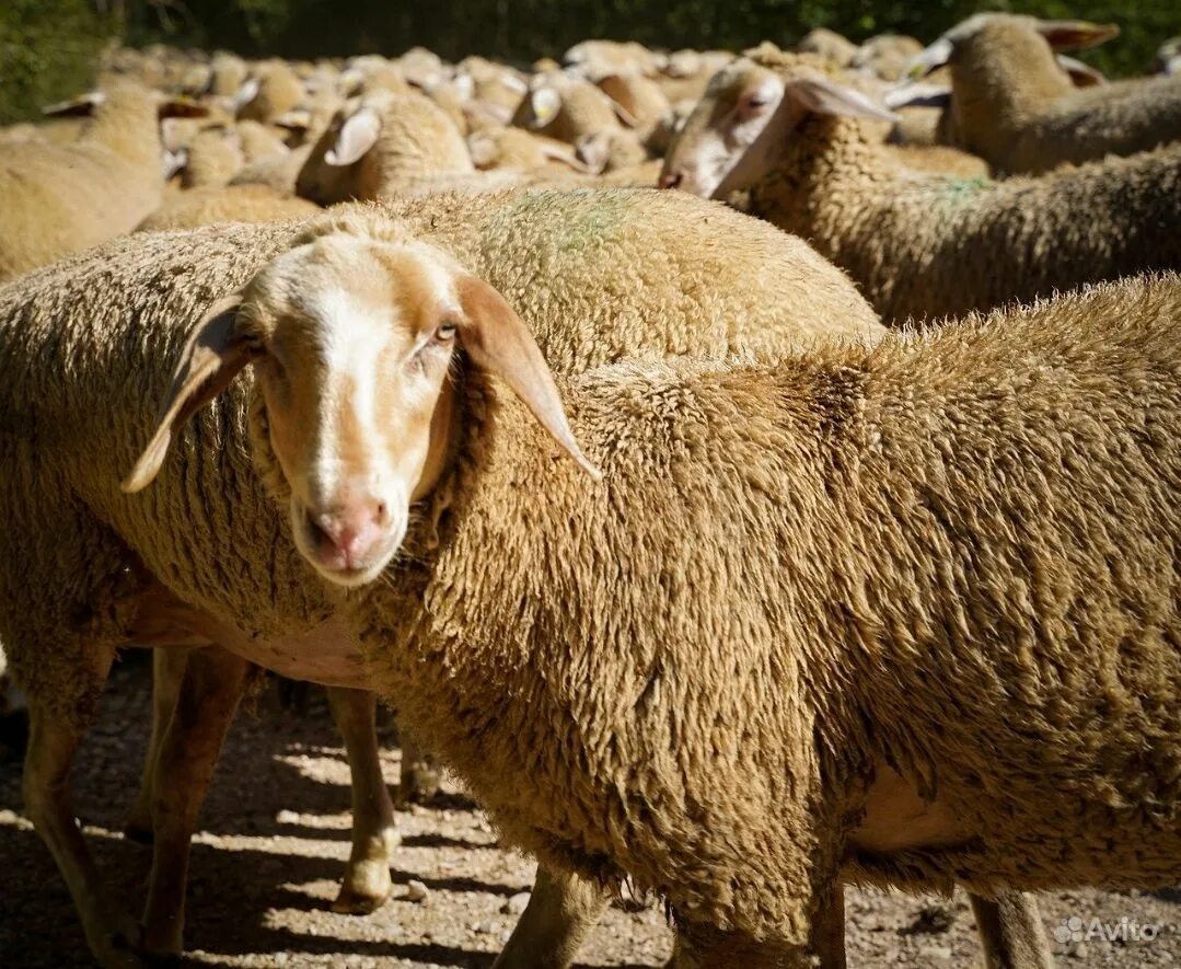 Ярок ягненок. Овца. Бараны стадо. Стадо овец. Сельскохозяйственные животные.