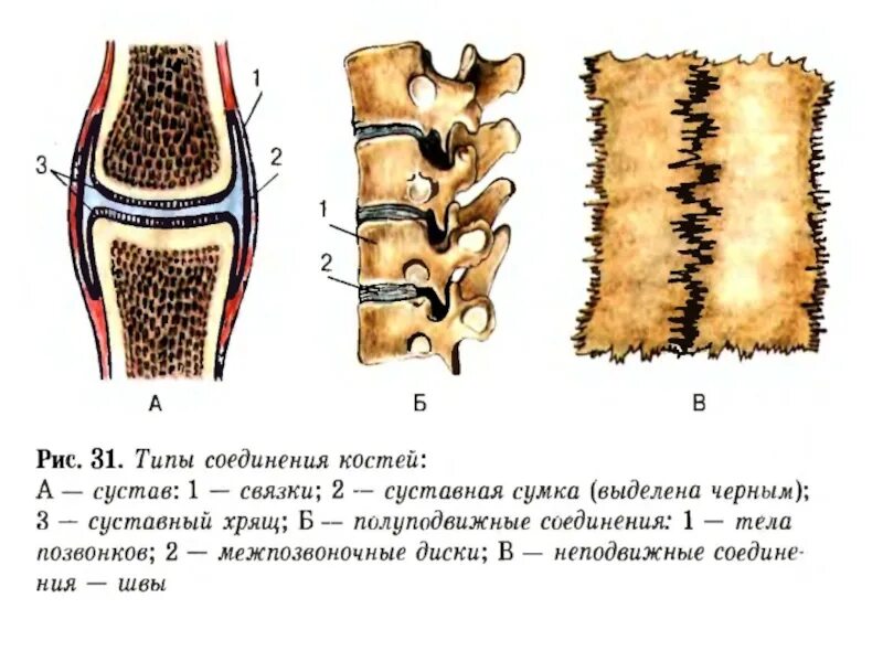 Суставное соединение костей. Скелет туловища соединение костей. Соединения костей осевого скелета. Скелет туловища соединение костей туловища. Скелет туловища Тип соединения костей.