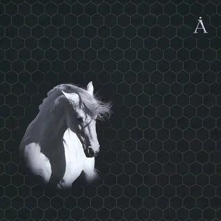 Песня белый конь автор