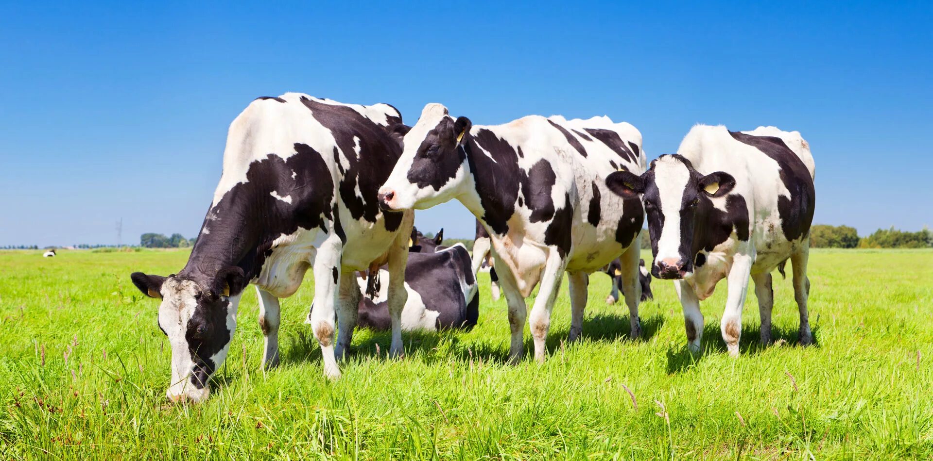 Молочно мясное скотоводство. Молочное животноводство. Молочные коровы. Корова молоко.