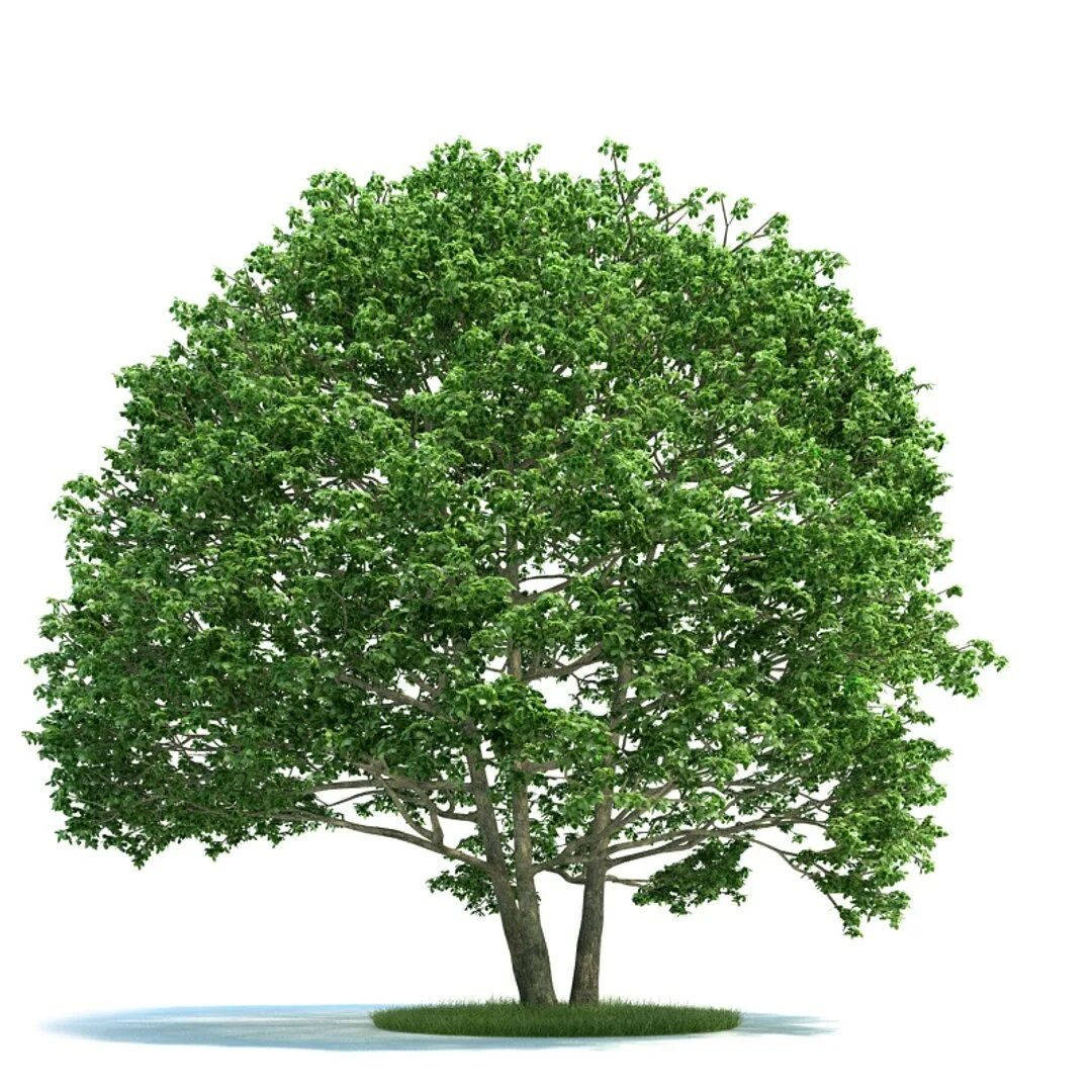 Tree 3