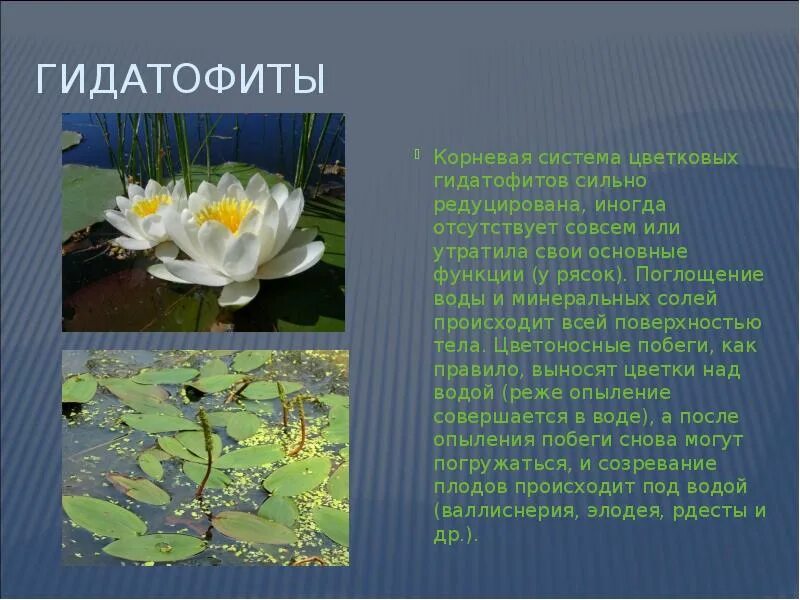 Приспособление растений к обитанию в воде