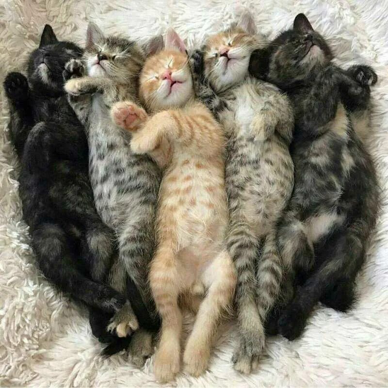 Некоторые кошки