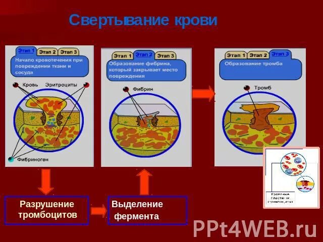 Свертывание крови группы крови. Свертываемость группа крови. Свертывание крови и группы крови. Группы крови переливание свертывание. Свертывание крови обеспечивают.