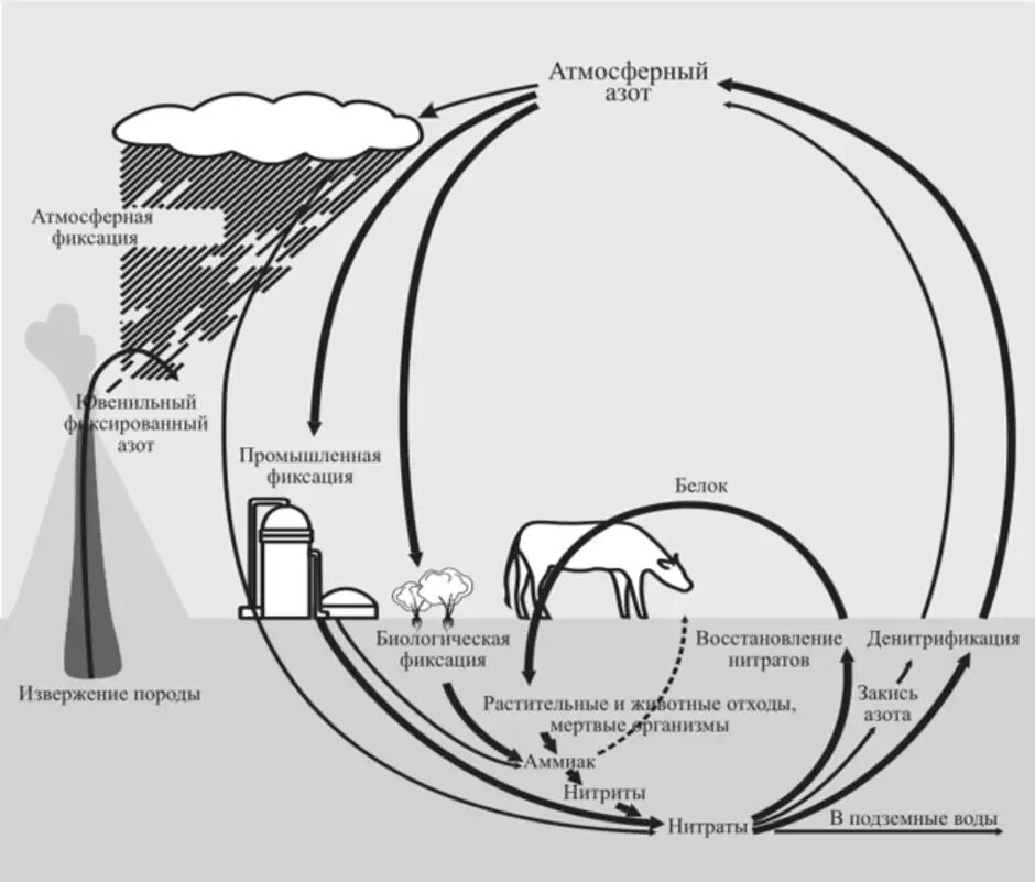 Повышение азота в атмосфере. Упрощенная схема биогеохимического цикла азота /. Круговорот атмосферного азота. Круговорот азота в мире. Круговорот веществ в биосфере азот.