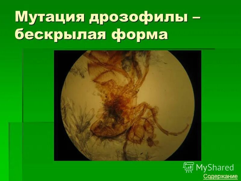 муха дрозофила под микроскопом. бескрылая дрозофила. дрозофила ланкастер. бескрылая дрозофила. дрозофила вирилис.