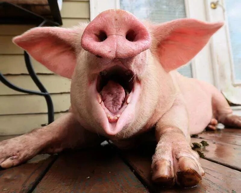 Pig looking
