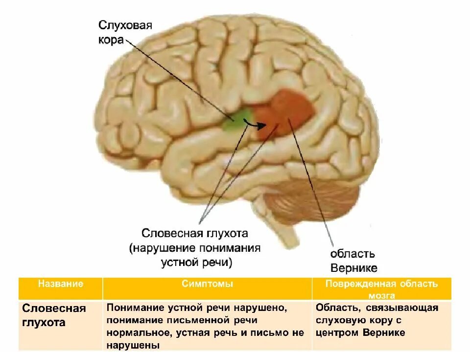 Слуховая зона коры головного мозга.