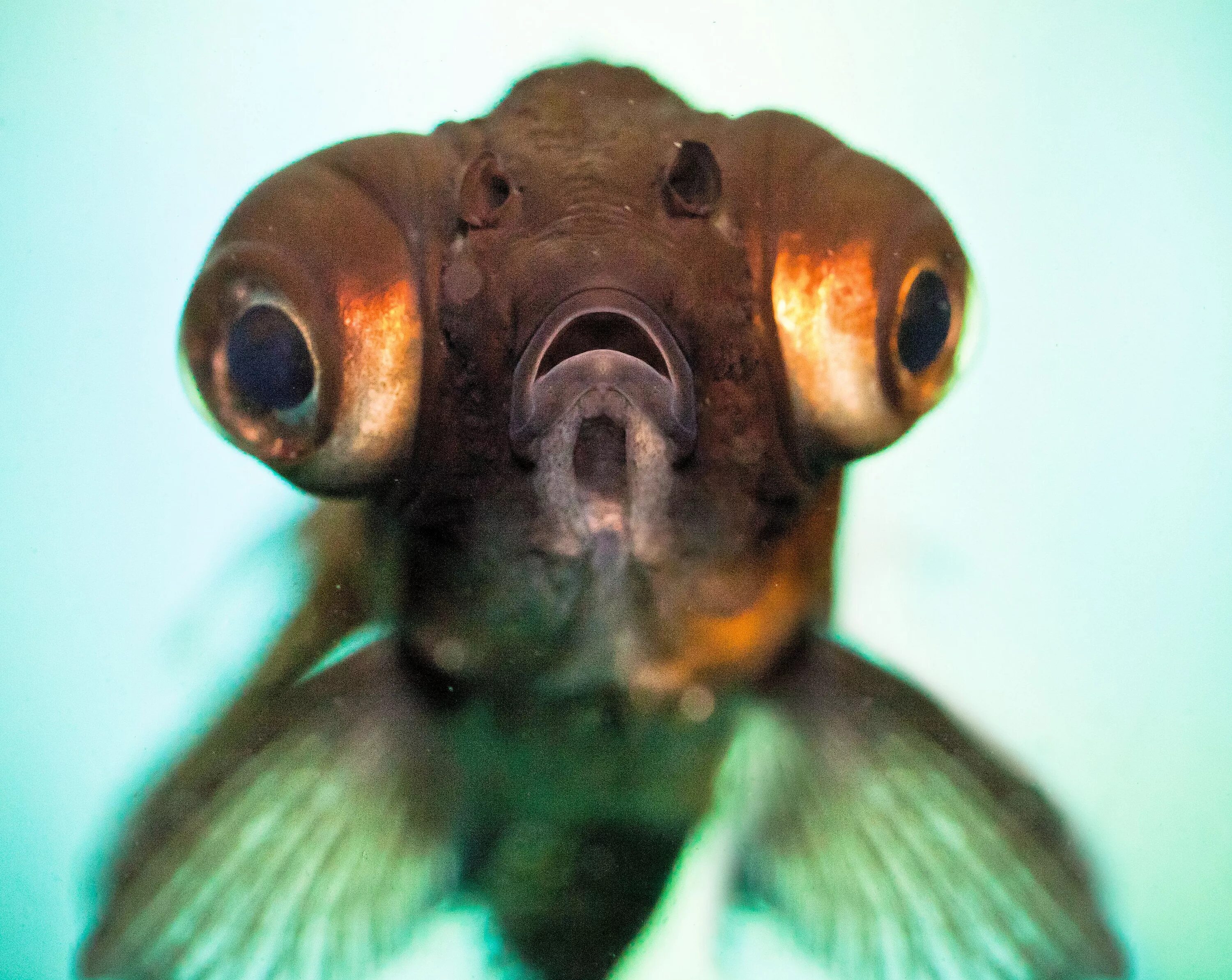 Глазки рыбок. Телескоп рыбка аквариумная. Рыбка телескоп мальки. Пучеглазая рыбка телескоп. Аквариумная рыбка телескоп Звездочет.