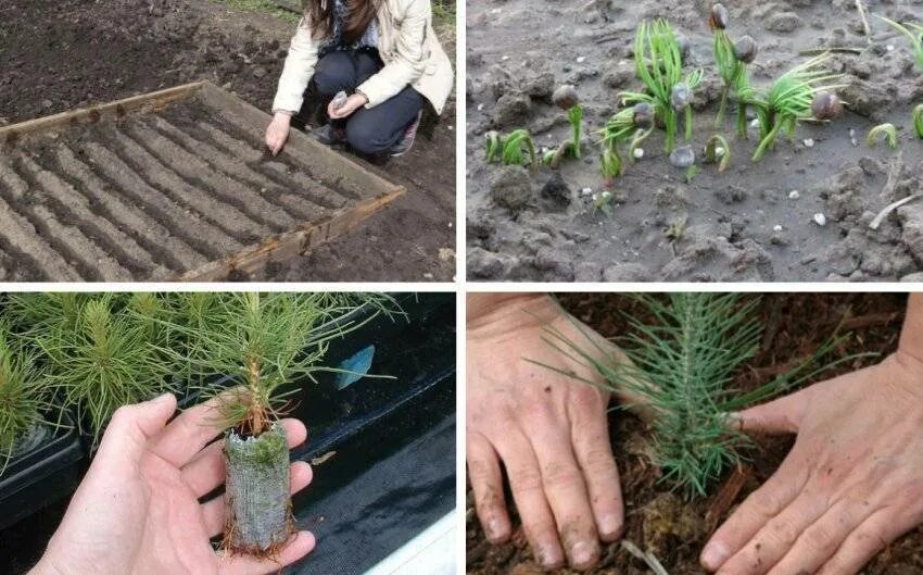 Ель посадить дома. Ель коника комнатная. Пихта сильберлок. Туя пихта голубая ель. Ель посадить дома.