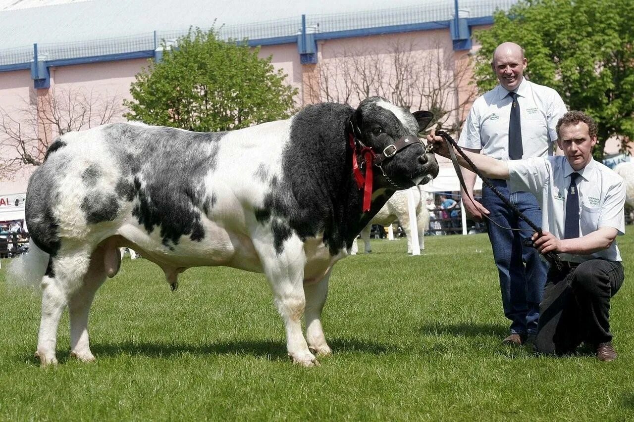 Бельгийский синий бык. Бельгийская порода Быков. Самый большой бык в мире. Самый крупный бык в мире.