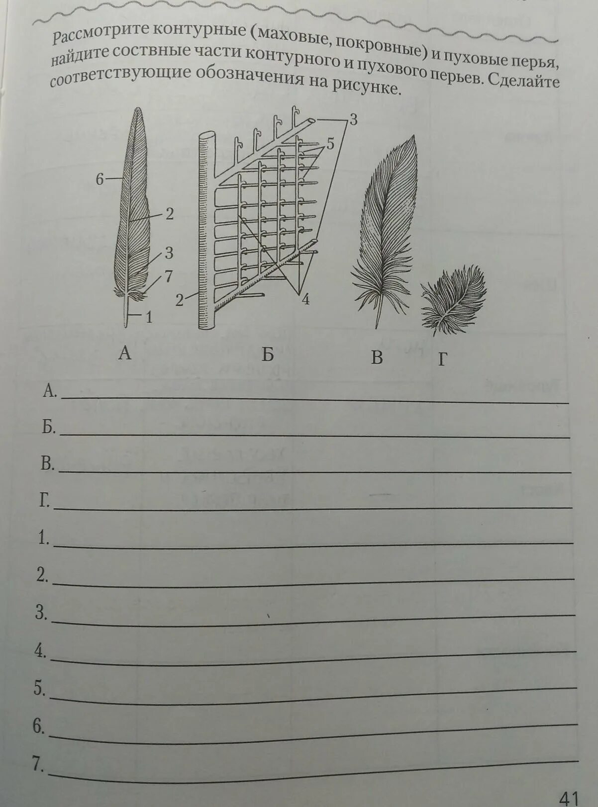 Рассмотрите набор перьев найдите среди них. Составные части контурного и пухового перьев. Контурное маховое и контурное покровное перо. Рассмотрите пуховое перо. Маховые и покровные перья.