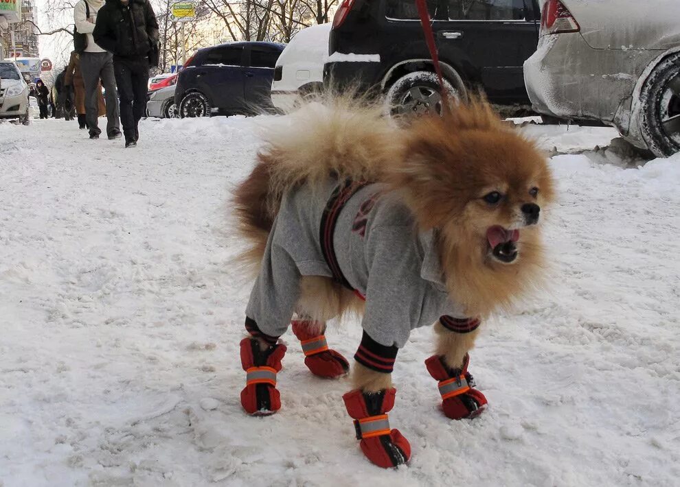 Померанский шпиц одетый. Одежда для померанского шпица девочки. Одежда для шпица мальчика. Шпиц в костюмчике. Зимние для померанского шпица.