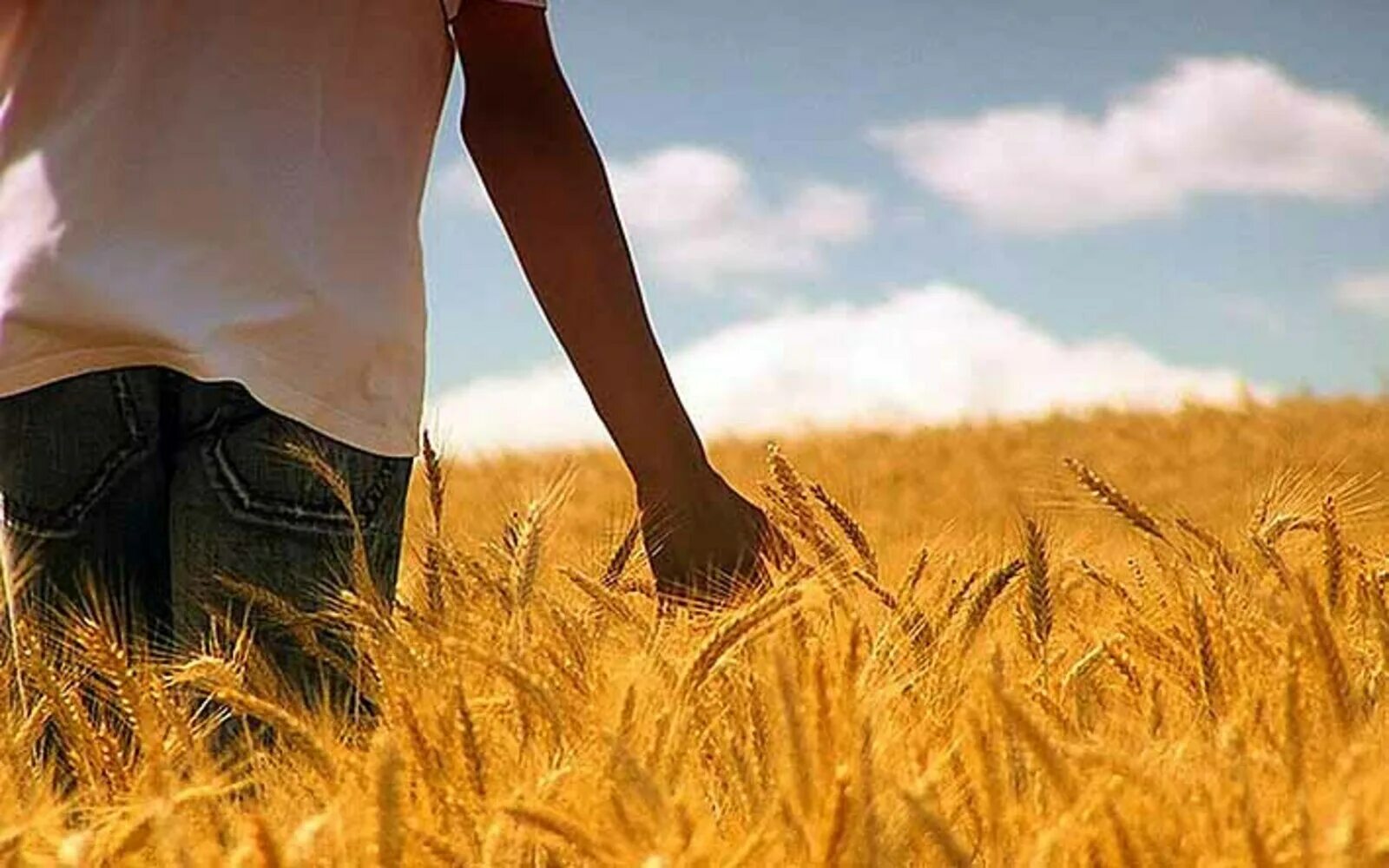 Работа в дали от людей. Пшеничное поле человек. Человек в поле. Мужчина в пшеничном поле. Пшеница и человек.