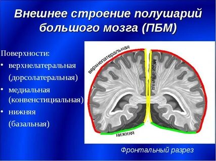 Строение полушарий