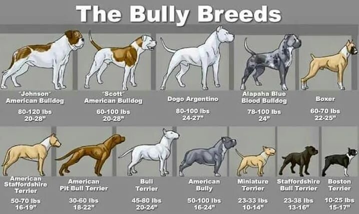Standards American bully, American bully pitbull, Bully pitbull