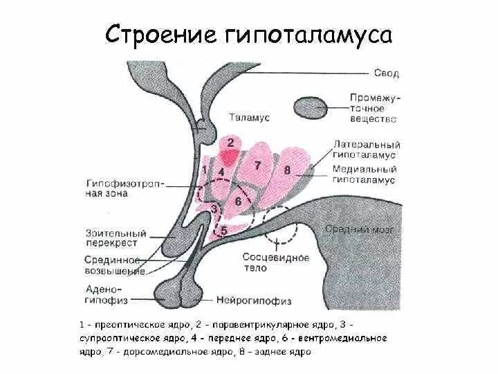 Гипоталамус строение и функции. Внешнее строение гипоталамуса анатомия. гипоталамус. строение и функции гипоталамуса.. промежуточный гипоталамус месторасположение строение. схема расположения ядер гипоталамуса.