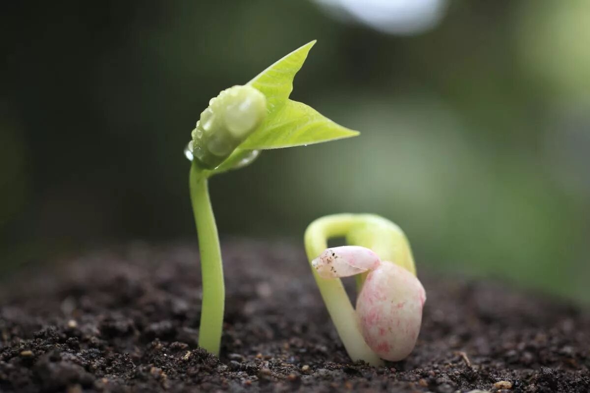 Вырос росточек. Прорастание семян проросток. Seed germination. Семена фасоли ростки. Проростки семян фасоли в земле.