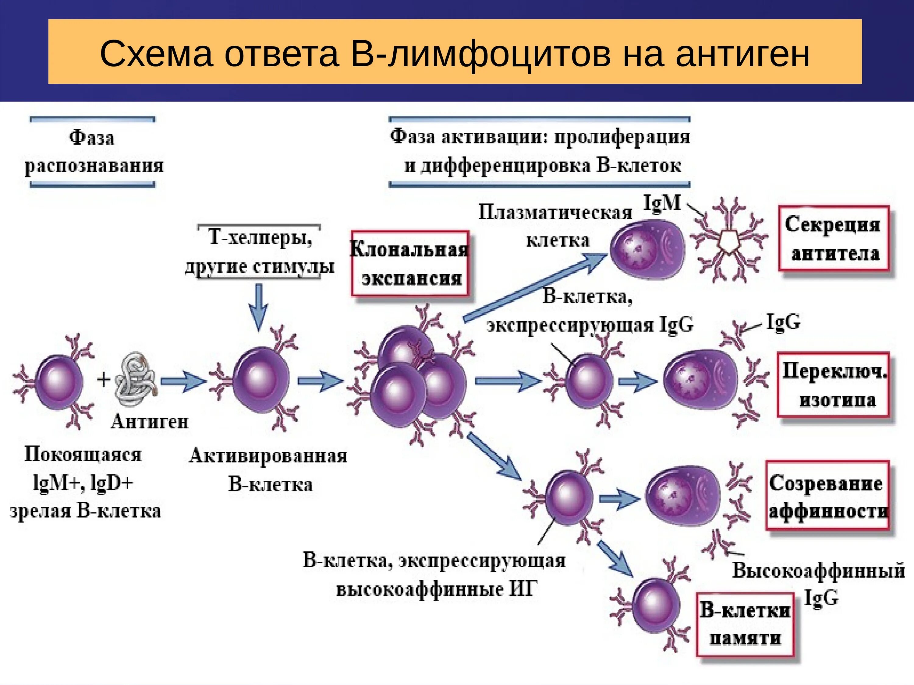 Схема образования клеток иммунной системы. Образование лимфоцитов схема. Т-лимфоциты иммунной системы схема. Созревание т лимфоцитов схема. Макрофаги антитела