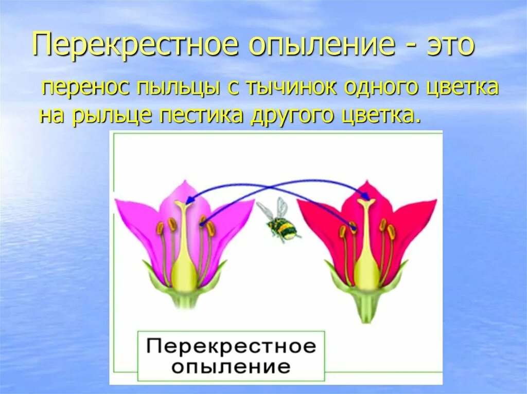 Перекрёстное опыление цветок. Перекрестное опыление у цветковых. Самоопыление и перекрестное опыление. Опыление растений схема. Перенос пыльцы на рыльце пестика называют