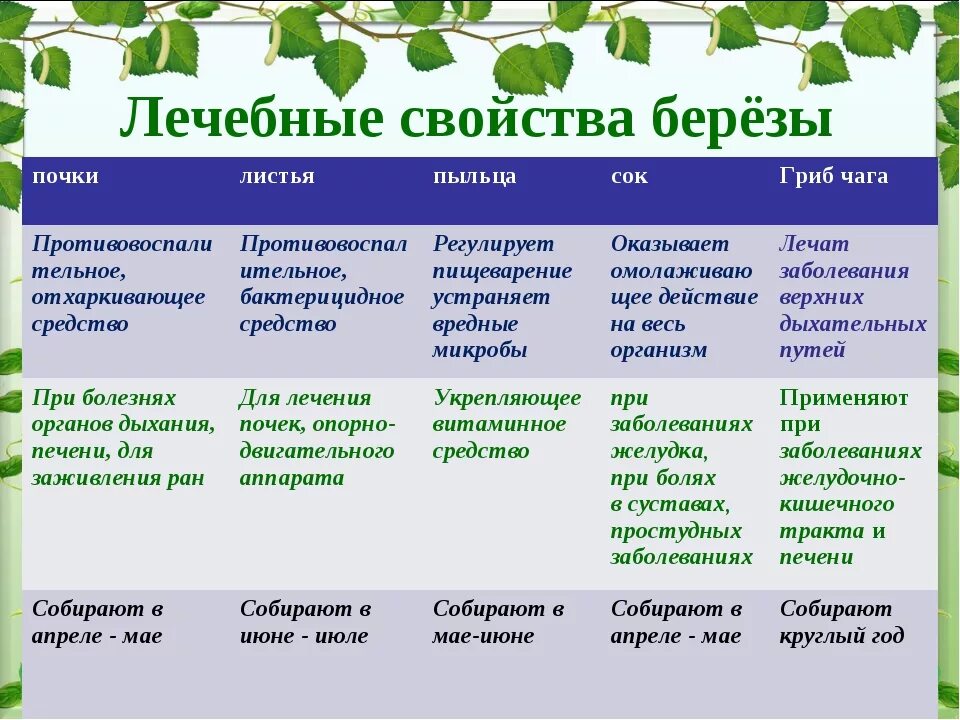 Какие собирают почки. Свойства березы. Берёзовые листья лечебные. Характеристика березовые. Лечебные свойства березы.