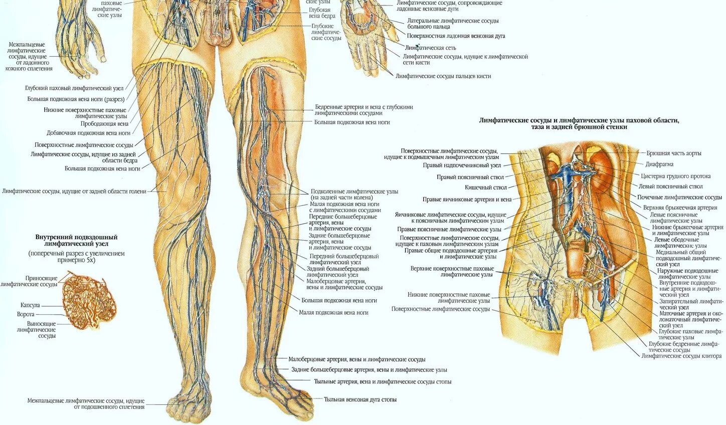 Периферическая вена где. Лимфатическая система нижней конечности анатомия. Лимфатическая система нижних конечностей схема. Лимфатическая система ног человека схема движения лимфы. Лимфатическая система женщины схема.