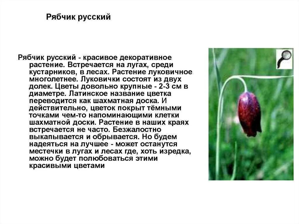 Рябчик описание растения