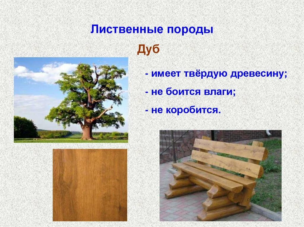 Урок дерево 8 класс. Породы древесины. Древесные материалы лиственные. Лиственные изделия из древесины. Древесина презентация.