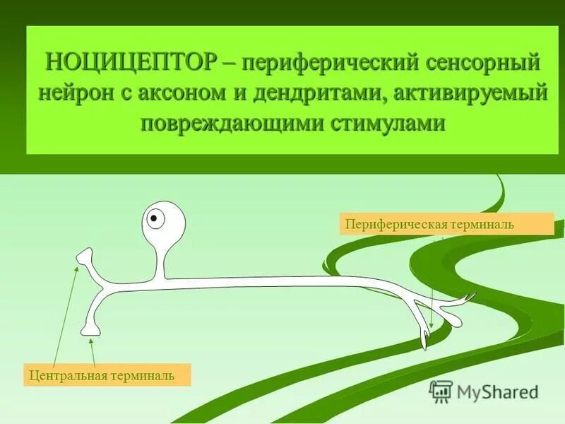 Сенсорный нейрон. Сенсорный нейрон
