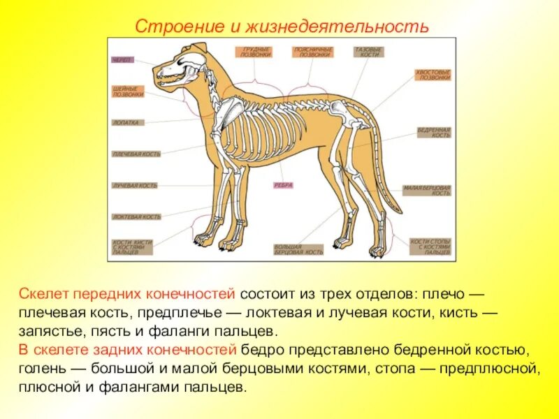 Строение и образ жизни млекопитающих. Строение пояса передних конечностей собаки. кости скелета задних конечностей млекопитающих. скелет задней конечности млекопитающих схема. скелет собственно передней конечности собаки состоит.