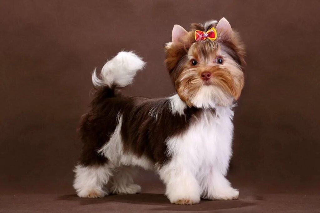 Шоко мерлен йорк. Бивер-йоркширский терьер черный. Порода биро. Бир йоркширский терьер. Стрижки вибер йокер терьер.