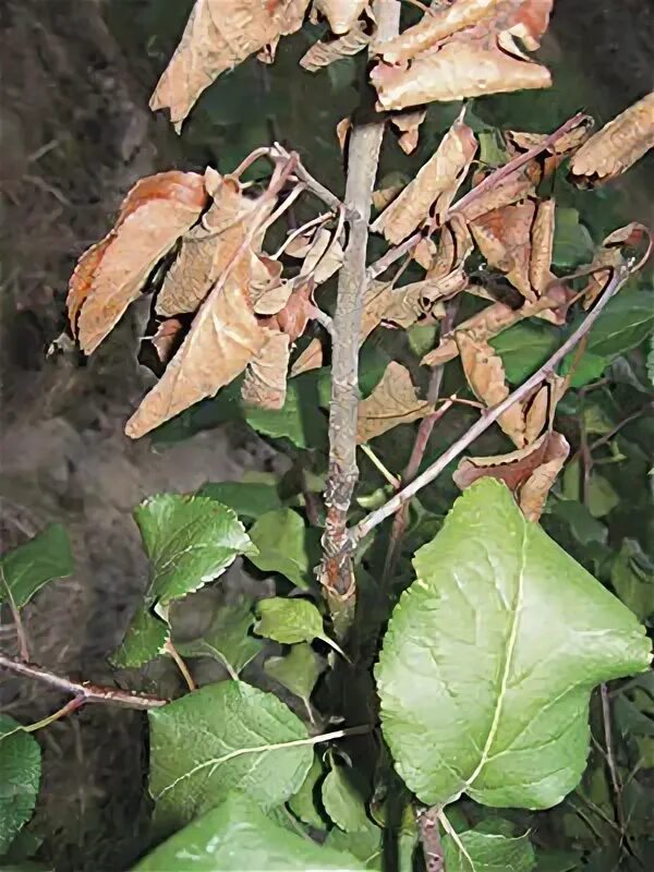 Монилиальный ожог яблони фото и борьба. Монилиальный ожог яблони фото и борьба с ними. Монилиоз косточковых черешни. Монилиальный ожог комнатных растений. Монилиоз войлочной вишни.