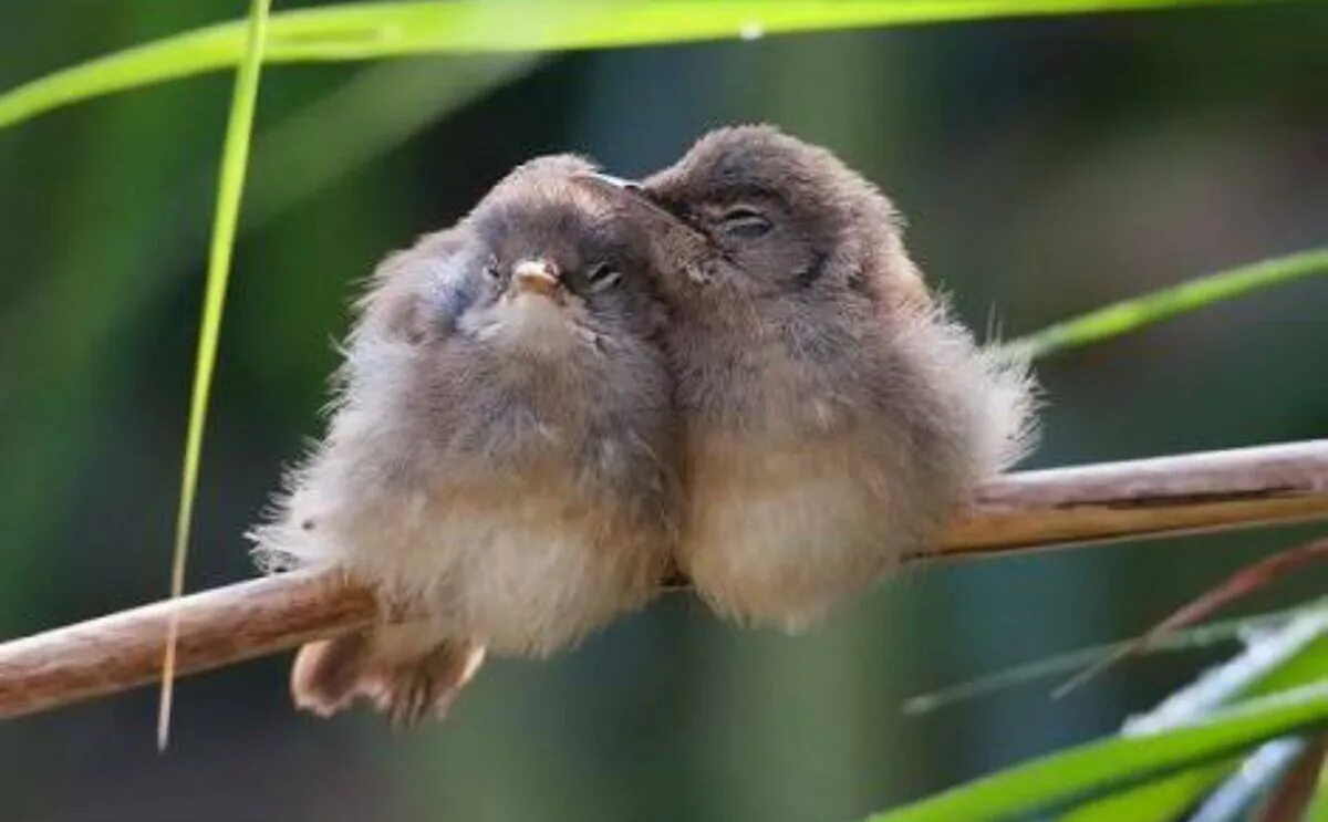 Сова и кот сказка. Полярная сова с голубыми глазами. Птички пора спать. Спасибо сова картинки. Птички пора спать.