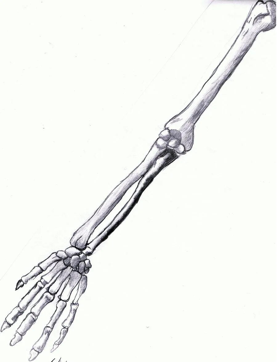 Кость руки. Скелет руки. Скелет руки человека.