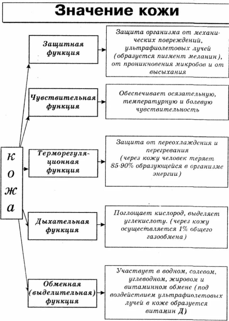 Какого значение кожи. Значение кожи для организма человека. значение кожи для организма 4 класс. значение кожи схема. значение кожи таблица.