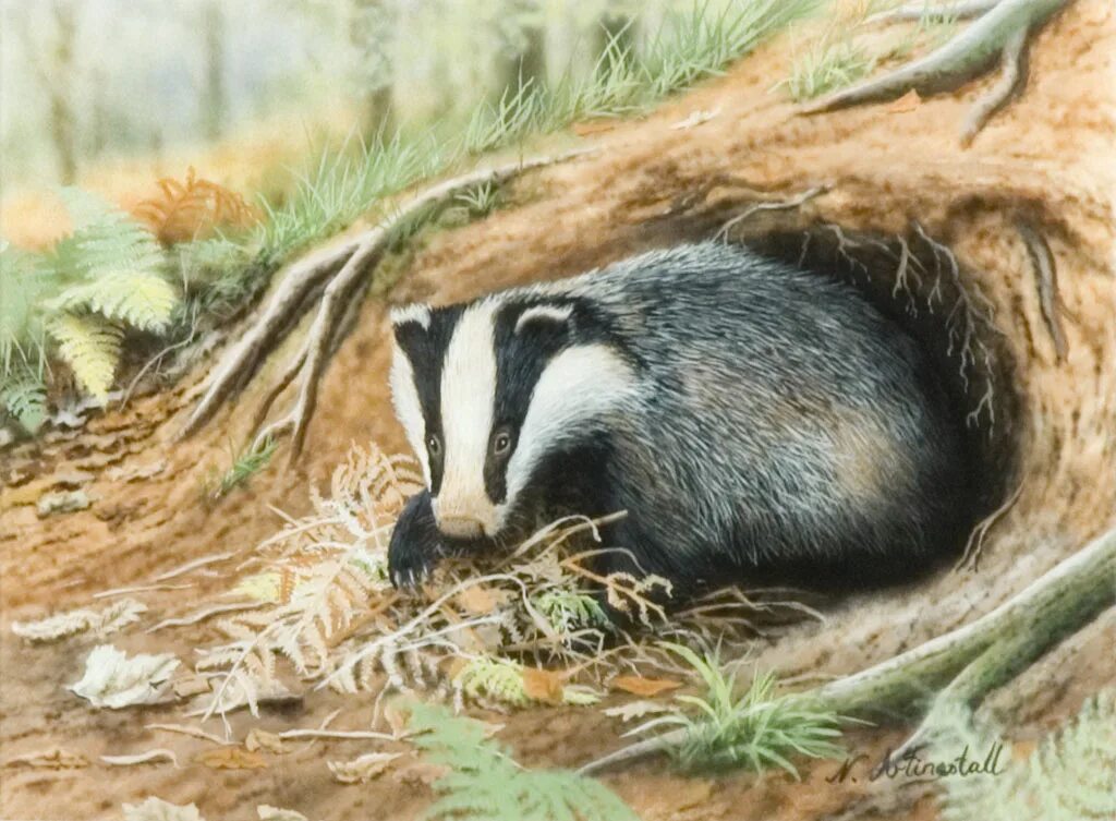 Барсук игрушка. Нора барсука в лесу. Североамериканский барсук. Валяный барсук. Ильменский заповедник барсук.
