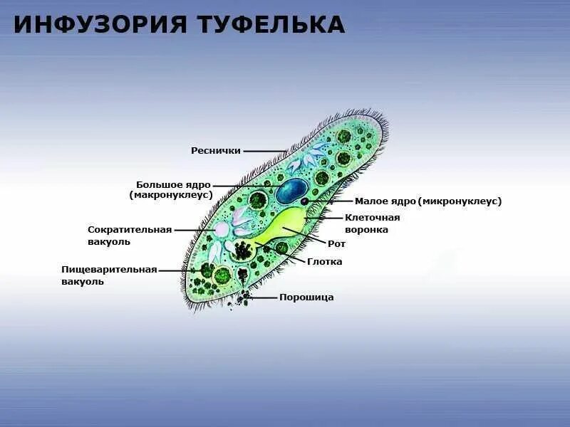 Клетка простейших состоит. Сократительная вакуоль инфузории. Инфузория туфелька Трихоцисты. Сократительная вакуоль инфузории туфельки. Тип питания инфузории туфельки.