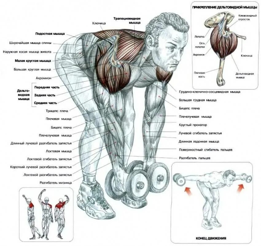 Плечи с гантелями дома. Упражнения с гантелями со схемами мышц. Упражнения на дельтовидные мышцы в тренажерном зале. Бицепс задняя Дельта с гантелями. Упражнения на дельтовидные мышцы.
