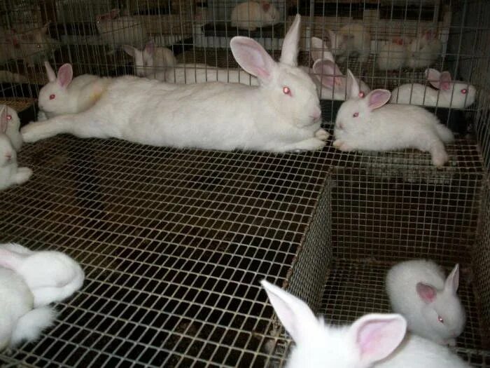 Сколько беременность у кроликов. Сукрольная крольчиха.