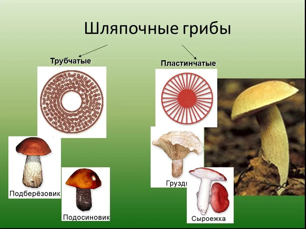 Урок биологии грибы. Шляпочные грибы трубчатые и пластинчатые. Многообразие шляпочных грибов. Шляпочные грибы биология. Шляпочные трубчатые грибы Шляпочные пластинчатые грибы.