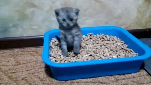 Котенок 1 месяц не ходит по большому