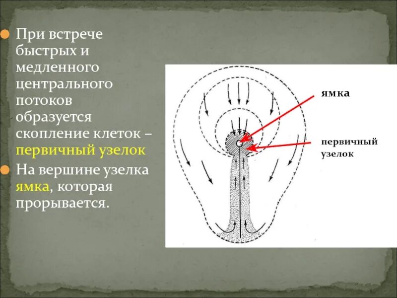 Центральная ямка функции. Первичный гензеновский узелок. первичный узелок образуется. первичная ямка гаструляция.