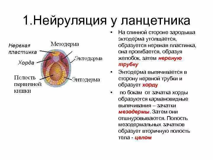 Нейруляция строение зародыша. Нейруляция стадии образования нервной трубки. Нейруляция стадия эмбрионального. Нейруляция эмбриогенеза.